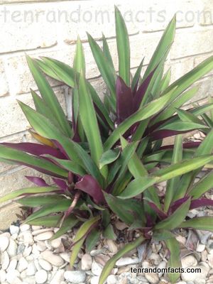 Moses In The Cradle Plant, Moses In The Cradle, Oyster Plant, Wandering Jew, The Cradle, Garden Store, Store Ideas, Random Facts, Plant Species