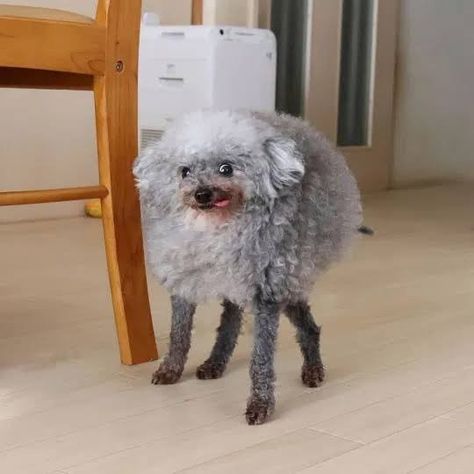 Funny Looking Dogs, Toy Poodle Haircut, Weird Looking Animals, Ugly Dogs, Goofy Dog, Dog Haircuts, Up Dog, Puppies And Kitties, Silly Dogs