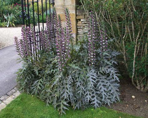 Acanthus hungaricus syn. Acanthus balcanicus | GardensOnline Acanthus Hungaricus, Straw Mulch, Texas Plants, Architectural Plants, Gothic Garden, Tall Flowers, Flower Spike, Herbaceous Perennials, Hardy Plants