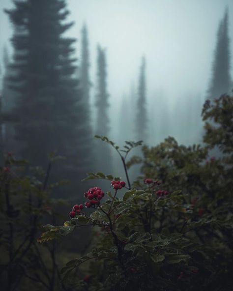 Dark Forest Aesthetic, Dark Naturalism, Dark Nature Aesthetic, Dark Green Aesthetic, Foggy Forest, Wild Nature, Dark Photography, Fantasy Aesthetic, Dark Forest