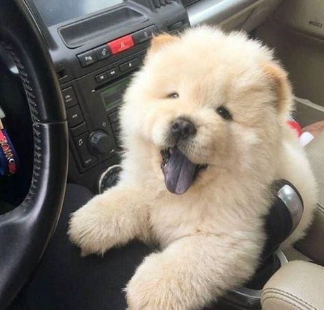 If you have a really bad day, Chow Chow's will cheer you up♥ Just look at this post♥ #chowchow #chow #dog #dogs #cute Puppy Chow Halloween, Perros Chow Chow, Chow Dog Breed, Puppy Chow Christmas, Chex Mix Puppy Chow, Chow Chow Puppy, Chow Chow Dogs, Puppy Chow, Fluffy Dogs