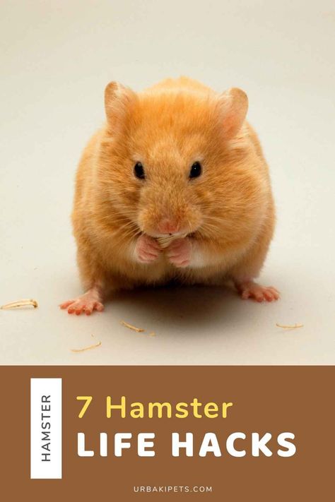 Hey fellow hamster lovers! We've got some fantastic tips to share with you—7 life hacks that will level up your hamster-owning game, all thanks to the brilliant insights of the one and only Victoria Raechel. Let's dive into the world of hamster care and make our tiny friends' lives absolutely pawesome! Cozy Nesting with Tissue Boxes: Give your hamster the coziest snooze spot by repurposing empty tissue boxes into comfy nesting areas. According to Victoria Raechel, hamsters adore... Victoria Raechel, Hamster Diet, Hamster Life, Hamster Care, Dust Bath, Healthy Hydration, Exercise Wheel, Grooming Routine, Workout Session