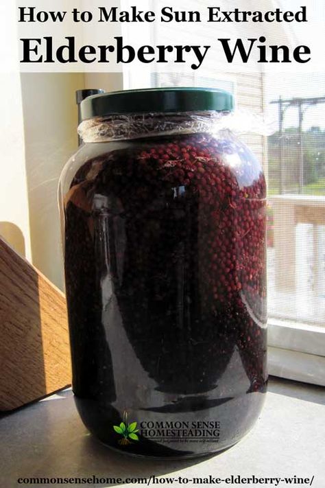 Elderberry Benefits, Elderberry Wine, Elderberry Bush, Elderberry Recipes, Wine Yeast, Homemade Wine, Fruit Wine, Fermented Foods, Fermenting