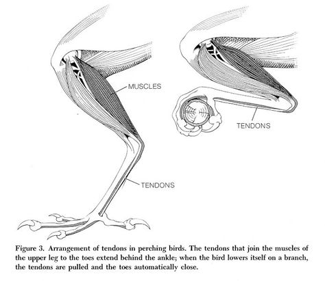 Bird leg muscles Raptor Anatomy, Crows References, Duck Anatomy, Crow Anatomy, Avian Anatomy, Wing Anatomy, Bird Anatomy, Leg Anatomy, Bone Structure