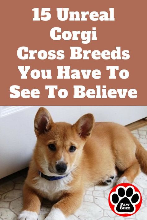 Corgi Mix Breeds, Corgi Cross, Corgi Breeds, Corgi Facts, Cute Corgi Puppy, Pembroke Welsh Corgi Puppies, Corgi Dogs, Welsh Corgi Puppies, Corgi Mix