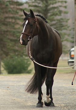 Warmblood..... yum Horse Standing, Horse Inspiration, Bay Horse, Horse Boarding, Most Beautiful Horses, Most Beautiful Animals, Thoroughbred Horse, Majestic Horse, Brown Horse