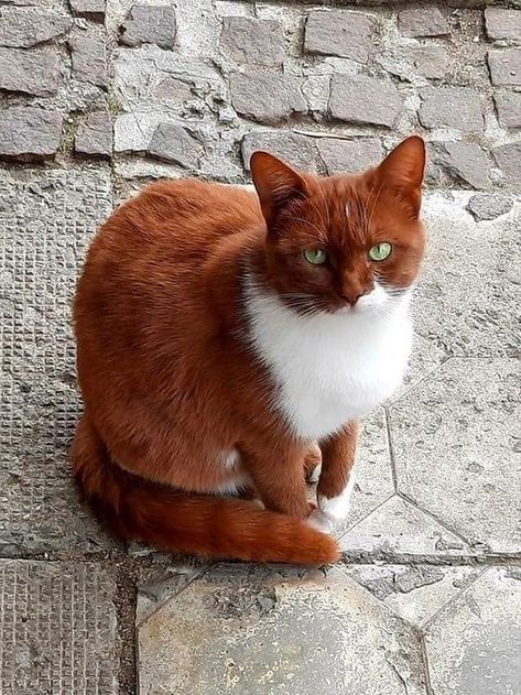 Red Cats, Wcue Morph, Cats Design, Rare Cats, Söt Katt, Gorgeous Cats, Cat Pose, Pretty Animals, Silly Animals