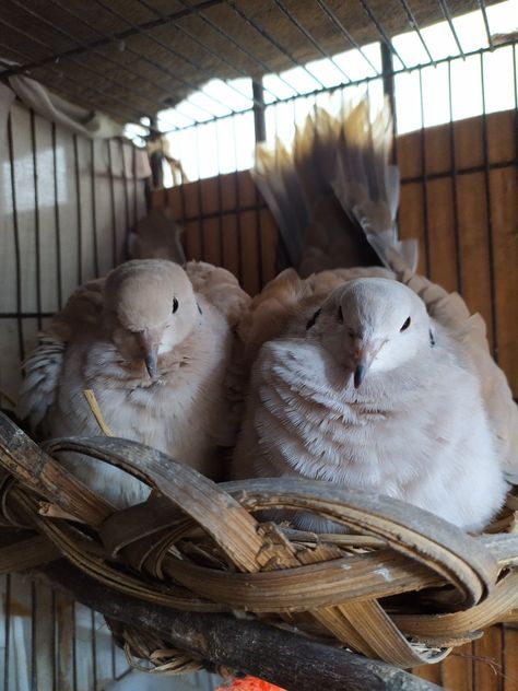 Pet Dove Dove Aesthetic Bird, Doves Aesthetic, Pet Dove, Dove Aesthetic, Pet Pigeon, Cute Pigeon, Pigeon Breeds, Dove Bird, Pretty Animals