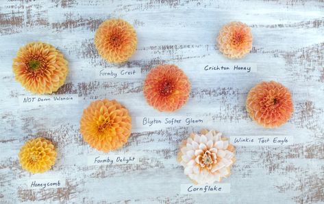 Golden Dahlias - Flatlay — Floralful Flowers Dahlia Wedding, Dahlias Wedding, Violet Flower, Flower Farm, Champagne Color, Shades Of Yellow, Golden Yellow, Home Wedding, Green Eyes