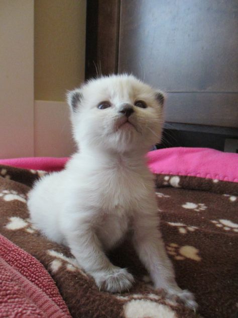 Very adorable cute Siamese kitten at 2 weeks old Siamese Kitten, Cat Reference, Siamese Kittens, Humane Society, Kittens, Cute Animals, Animals, Quick Saves