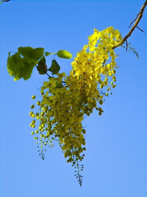 Golden Showers Tree, Vishu Images, Garden Paintings, Plants For Garden, Planets Wallpaper, Good Morning Image Quotes, Good Morning Image, Good Morning Images Flowers, Special Flowers