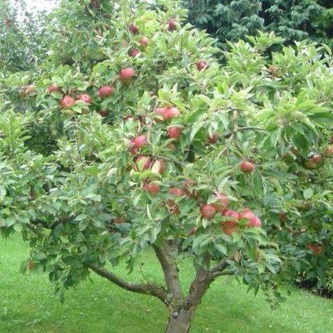 Honeycrisp Apple Tree, Apple Tree Care, Fruit Trees Backyard, Fruit Tree Garden, Fruit Growing, Honeycrisp Apple, Palm Tree Pictures, Pruning Fruit Trees, Growing Fruit Trees