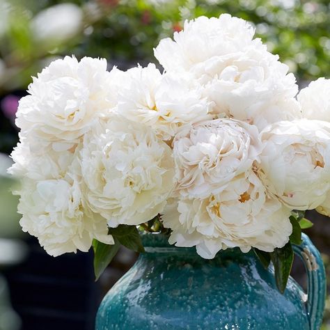 Bowl Of Cream Peony, Driveway Planting, Cream Peony, Paeonia Lactiflora, Flower Varieties, Eco Home, Perennial Shrubs, Orchid Pot, Planting Hydrangeas