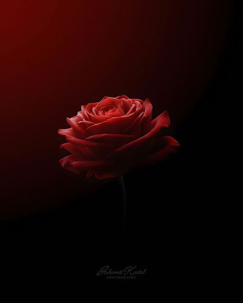 Always speak how you feel and never be sorry for being real. ❤️🌹❤️ #redrose #rosa #gül #love #dark #art #naturelovers #naturephotography… | Instagram Dark Flowers Wallpaper, Rose Of No Mans Land, Land Photography, Roses Painting, Love Dark, Instagram Dp, Dark Flowers, Wallpaper Images, Phone Wallpaper Images