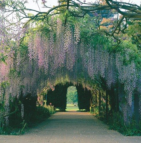 Palace Garden Royal, Royal Garden Aesthetic, Hampton Court Gardens, Garden Palace, Hanging Wisteria, Wisteria Wedding, Hampton Court Palace Gardens, Palace Gardens, Castle Gardens