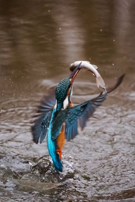 Colorful kingfisher bird catching a fish. Bird Catching Fish, Kingfisher Bird, Wildlife Habitat, Catching Fish, Lady Bird, Animal Videos, Kingfisher, Animal Gifs, Beautiful Birds