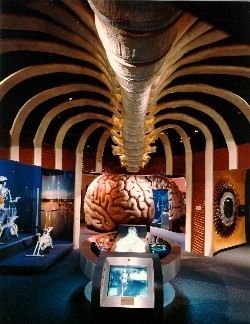 A health museum containing a 27’’½-foot intestine. Human Body Exhibit, Body Museum, Bodies Exhibit, Texas Medical Center, Medical Brochure, Museum Exhibition Design, Atlas Obscura, Medical Design, Childrens Museum