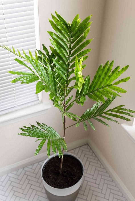 Japanese fern trees (Filicium decipiens) are not true ferns but require a lot of light and specific growing conditions. Learn how to care for these petite and elegant plants. #gardeningadvice #houseplanthacks #howtogrow #indoorflowers #plantparenttips #thespruce Japanese Fern Tree, Japanese Fern, Elegant Plants, Fern Tree, Cow Manure, Japanese Tree, Small Balcony Garden, Tree Fern, Perennial Shrubs