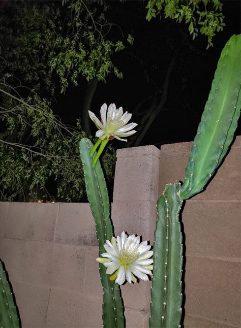 Night Blooming Cereus cactus - Queen of the Night - DesertUSA Queen Of The Night Cactus, Nightblooming Cereus, Night Blooming Cactus, Cereus Cactus, Night Plants, Night Blooming Cereus, Plant Night, Popular Plants, Night Blooming Flowers