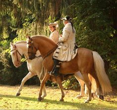 Cavalo Palomino, Lippizaner, Lusitano Stallion, Just Disappear, Lusitano Horse, Andalusian Horse, Friesian Horse, Horse Crazy, Draft Horses