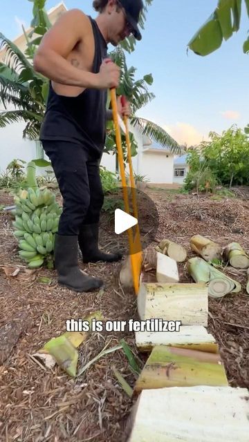 Grow Inn Homes | Real Estate & Growing Food on Instagram: "What we do after harvesting our banana rack 🍌 Bananas are plants (not trees), they flower (fruit) one time per stem. Once you harvest a banana rack, that stem is done making fruit (flowering)   After harvesting the banana rack, chop the stem close to the earth. Then chop the stem into the smallest pieces you can. Simply lay them next to the rest of your banana plants as a natural fertilizer.  Also, we learned to bowl out the base of the banana plant after you cut it down.  We are in search of our next Grow Inn Homes property. DM us if you or anyone you know is thinking about selling their rental properties (5-75 unit size). We would appreciate the opportunity to submit an offer to them 🙏🏢🌱  #GrowInnHomes #GenerationalHealth #Un Banana Plant, Flower Fruit, Natural Fertilizer, Banana Plants, Banana Tree, A Banana, Rental Properties, Real Estate Houses, Growing Food