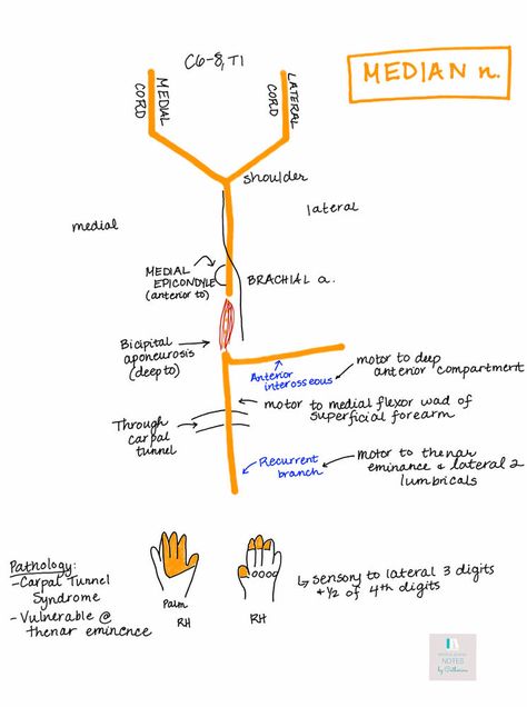 Median Nerve Anatomy, Facial Nerve Course, Pt School, Nerve Anatomy, Med School Study, Physical Therapy School, Radial Nerve, Ulnar Nerve, Median Nerve