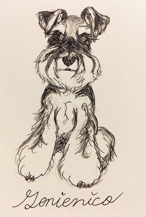 Schnauzer Dogs Drawing, Schnauzer Drawing Sketch, Mini Schnauzer Drawing, Schnauzer Line Drawing, Schnauzer Drawing Easy, Schnauzer Sketch, Schnauzer Drawing, Boxer Dog Tattoo, Pet Memorial Tattoo