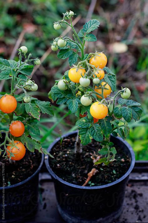 Stock photo of cherry tomato and herbs in pots by barbette Cherry Tomatoes Plant, Vegetable Fruit Garden, Herbs In Pots, Cherry Tomato Plant, Tomato Vine, Garden Mural, Growing Plants Indoors, Tortellini Soup, Veg Garden