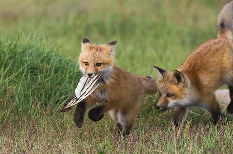 Fox And Cat, Fox Kit, Fox Pictures, Pet Fox, Super Cute Animals, Pretty Animals, Wild Dogs, Silly Animals, Fluffy Animals