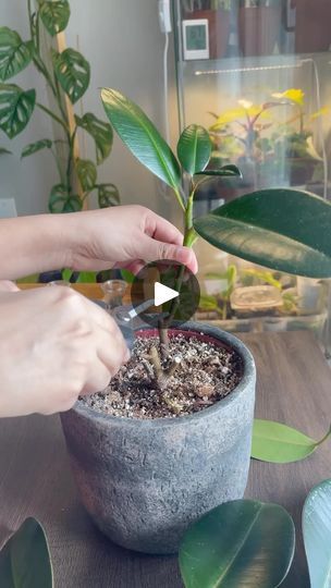 41K views · 1.9K reactions | Rubber Plant Propagation: Six weeks of growth.🌿 

 #rubberplant #rubberplants #rubberplant #houseplants #indoorplants #propagation #propagationstation #waterpropagation #plantcaretips #urbanjungle #urbanjunglehome #plantcommunity #plants #indoorplants #plantsmakepeoplehappy #plantmakemehappy #plantsmakemesmile #plants #plantsonly #plantaddict #propagation #prop #propagationsuccess #plantslover #indoorplants #indoorjungle #planting #plantsplantsplants #plantcare #plantcaretips #plantmakepeoplehappy🌱 #plantonista #plantreel #plantsplantsplants #urbanjungle #urbanjungleblog #urbanjunglehome #propagation #mygreentreasure | Kreepa Gaihre | Selena Gomez · Fun Rubber Plant Propagation, Rubber Plant Care, Plant Propagation, Rubber Plant, Neil Diamond, Indoor Jungle, Propagating Plants, Urban Jungle, Plant Care