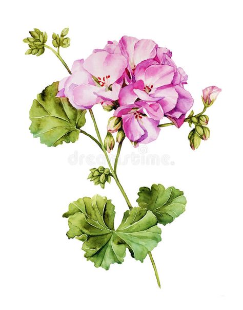 Photo about Botanical watercolor painting with Geranium flower in summer bloom. Illustration of closeup, floral, geranium - 53822080 Geranium Tattoo, Hur Man Ritar Blommor, Botanical Watercolor Painting, Botanisk Illustration, Geranium Flower, Watercolor Flower Art, Hur Man Målar, Botanical Painting, Botanical Watercolor