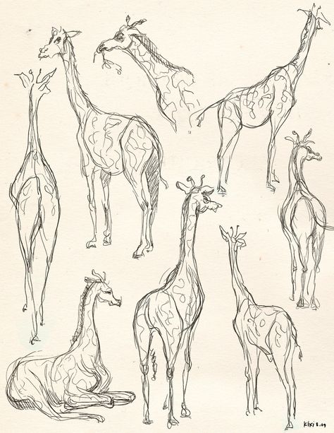 giraffe sketches by kiki Giraffe Sketches, Giraffe Drawing, Animal Drawings Sketches, Animal Study, Desenho Tattoo, Arte Sketchbook, Sketch Inspiration, Pencil Art Drawings, Animal Sketches