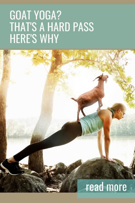 Goat Yoga Quotes, Goat Yoga Captions, Yoga Class Outfit, Goat Care, Goat Yoga, Pygmy Goat, Yoga Inspo, Yoga Business, Why Read