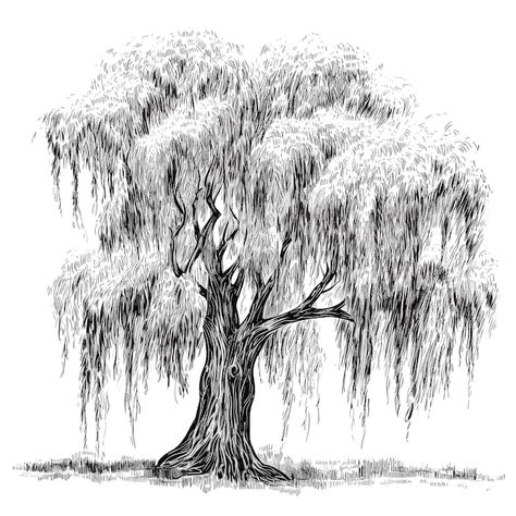 Weeping Willow Tree Drawing, Willow Tree Sketch, Willow Tree Illustration, Willow Tree Drawing, Weeping Willow Tree, Tree Sketches, Weeping Willow, Tree Graphic, Stick And Poke