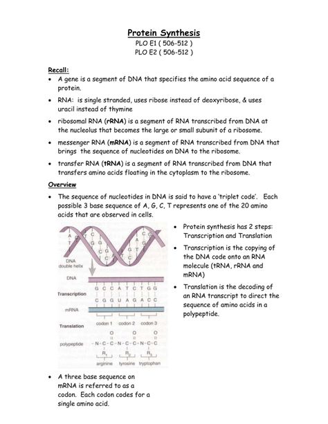 Protein Synthesis Protein Synthesis Notes, Biochemistry Notes, Bio Notes, Biology Revision, Analysis Essay, Write An Essay, Biology Classroom, Basic Anatomy And Physiology, Book Reports