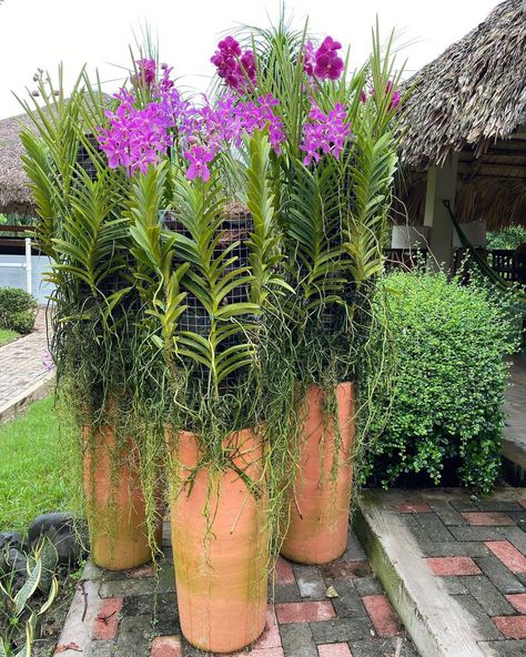 Orchidarium Ideas, Orchid Garden Ideas Backyards, Easy Pumpkin Pie Recipe, Orchid Plant Care, Small Cottage House Plans, Home Backyard, Home Decor Cozy, Orchid Planters, Winter Planter