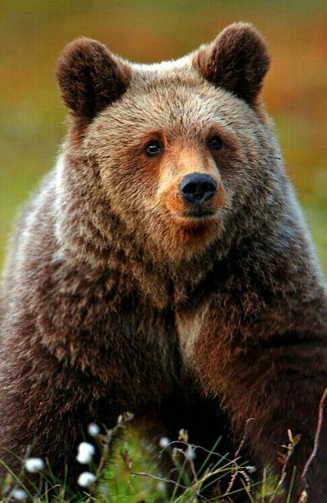 Happy Grizzly Bear! Russian Bear, Bear Spirit, Brown Bears, Bear Brown, Bear Pictures, Lovely Creatures, Love Bear, Free Domain, Grizzly Bear