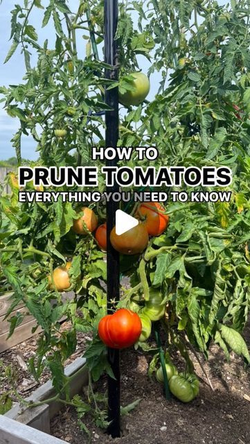 Tomato Plants Growing Tips, Watering Tomatoes, Tomato Problems, Tomato Pruning, Gardening Videos, Plant Diy, Healthy Ice Cream Recipes, Tomato Plant, Frame House