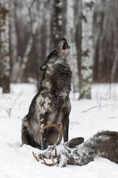 Deliah - Grey Wolf (Canis lupus) - captive animal - by Holly Kuchera Wild Wolves, Wolf Life, Wolf Husky, Wolf Love, Wild Wolf, Wolf Pictures, Beautiful Wolves, Wolf Spirit, Grey Wolf