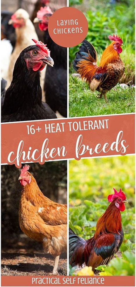 Dive into our guide on 16+ heat tolerant chicken breeds, essential for Laying Chickens & Chicken Garden enthusiasts in warm climates. From the robust Jungle Fowl to the resilient Ancona, these breeds are designed to withstand heat, ensuring your garden coop stays active and your egg supply constant. Learn more about homestead chickens, chicken breeds for eggs, and self-sufficient living at practicalselfreliance.com. Heat Tolerant Chicken Breeds, Facts About Chickens, Olive Egger Chicken, Chicken Breeds For Eggs, Best Chicken Breeds, Jungle Fowl, Easter Egger Chicken, Chicken Raising, Backyard Coop