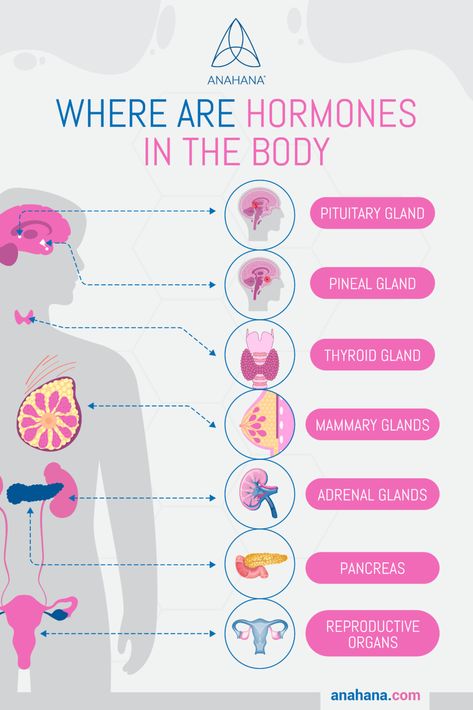 Learn About the Hormones in Your Body Growth Hormone Injections, Hormone Pyramid, List Of Hormones And Their Functions, Female Hormones Chart, Hormone Hierarchy, Endocrinology Aesthetic, Hormones And Their Functions, Endocrine System Hormones, Full Body Pilates Workout