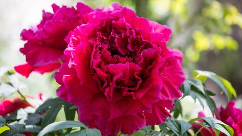 Dividing Peonies, Divide Peonies, Planting Peonies, Peony Root, Growing Peonies, Peonies Garden, Root System, Replant, Garden House