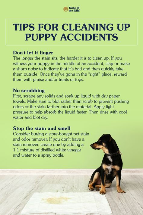 Potty training a puppy can be challenging, especially when it comes to cleaning up their accidents. If you’re in the process of training your new puppy to properly use the bathroom, you’ll likely have to deal with cleaning up a few messes. Check out our tips on cleaning up puppy accidents. #PuppyTraining #NewPuppy #PuppyAccident Training A Puppy, Puppy Training Schedule, Service Dogs Gear, Dog Behavior Training, Dog Behavior Problems, Dog Training Treats, Dog Enrichment, Bad Behavior, Dog Brain