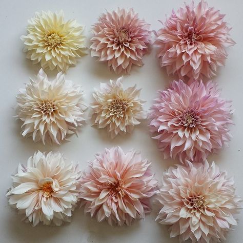 Light pink dahlias: June - November $$$ Cafe Au Lait Dahlias Bouquet, Pastel Dahlias, Cafe Au Lait Dahlia Bouquet, Dalia Flower, Pink Dahlias, Dahlia Bouquet, Outdoor Flowers, 2024 Wedding, Dahlia Flower