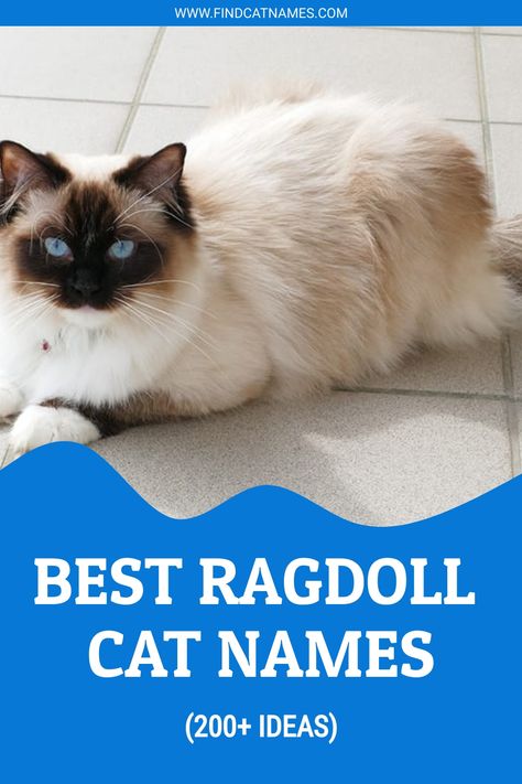 Looking for the purrfect name for your Ragdoll cat? Check out our list of unique, cute, funny, and famous Ragdoll cat names! Grey Ragdoll Cat, Ragdoll Cat Names, Two Faced Cat, Girl Cat Names, Funny Cat Names, Cute Cat Names, Hipster Cat, Ragdoll Kitten, Funny Names