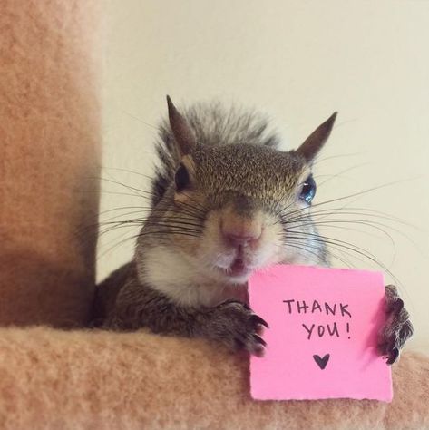 I guess it had to be said , they are so good mannered and thankful.  Love them lots. Funny Squirrel Pictures, Squirrel Pictures, Squirrel Art, Squirrel Funny, Cute Squirrel, Animale Rare, Baby Squirrel, A Squirrel, Sweet Animals