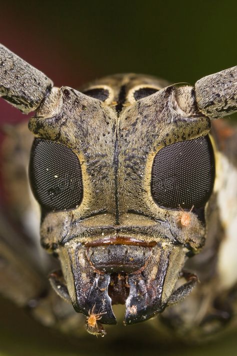 Horn Beetle, Horned Beetle, Long Horn, Plant Fungus, Creature Design, Horn, Bugs, Insects, Photo Image