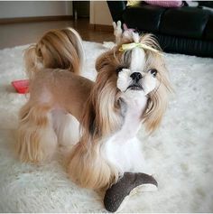 Top 15 Beautiful Shih Tzu Haircuts! | Page 2 of 3 | PetPress Shitzu Haircuts Girl, Shitzu Haircuts, Do Hairstyles, Shih Tzu Haircuts, Yorkie Haircuts, Shih Tzu Grooming, Girls Cuts, Dog Top, Dog Cuts