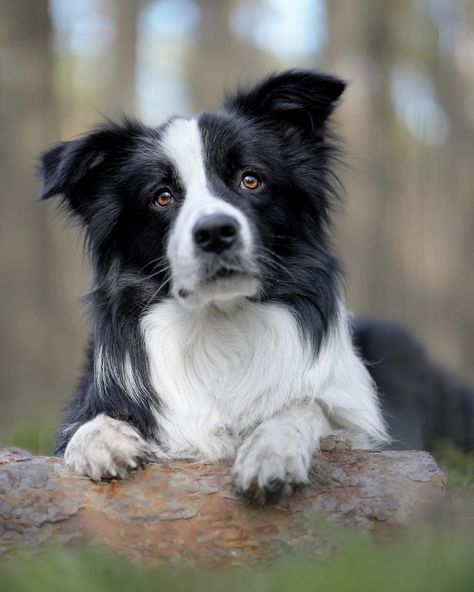 Border Collie Photography, Collie Photography, Border Collie Puppies, Collie Puppies, Collie Dog, Wolf Dog, Australian Shepherd, Border Collie, Dog Breeds