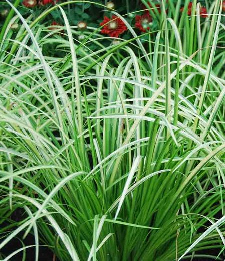 Acorus Gramineus, Fragrant Garden, Pond Plants, Grasses Garden, Herbaceous Perennials, Plant Combinations, Buy Plants, Garden Designs, Garden Borders